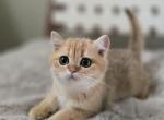 Raven - Scottish Straight Kitten For Sale - Levittown&comma; PA&comma; US