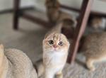 Ronna - Scottish Fold Kitten For Sale - Levittown&comma; PA&comma; US