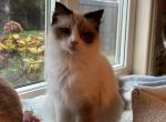 Rosy - Ragdoll Kitten For Sale - Brookings, OR, US