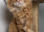 Lancelot - Maine Coon Kitten For Sale/Service - Charlotte&comma; NC&comma; US