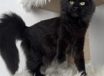 Luna - Maine Coon Cat For Sale/Service - Charlotte&comma; NC&comma; US