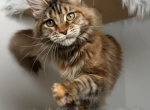 Hillary - Maine Coon Cat For Sale - Charlotte&comma; NC&comma; US
