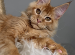 Quinton - Maine Coon Kitten For Sale - Charlotte&comma; NC&comma; US