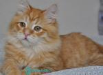 Ozzy - Siberian Kitten For Sale - Pembroke Pines&comma; FL&comma; US
