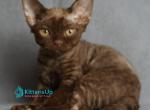 Grace - Devon Rex Kitten For Sale - Norwalk&comma; CT&comma; US