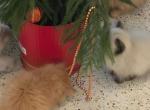 Christmas Mischief - Persian Kitten For Sale - Satellite Beach&comma; FL&comma; US