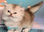 Daeron - Munchkin Kitten For Sale - Pembroke Pines&comma; FL&comma; US