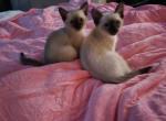 Purebred Siamese Kittens - Siamese Kitten For Sale - Charlotte&comma; NC&comma; US
