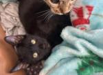 Black - Bengal Kitten For Sale - Melbourne&comma; FL&comma; US