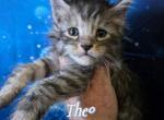Theo Blessings Litter - Maine Coon Kitten For Sale - Kingman&comma; AZ&comma; US