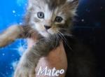 Mateo Blessings Litter - Maine Coon Kitten For Sale - Kingman&comma; AZ&comma; US