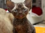 Devon Rex Chocolate - Devon Rex Kitten For Sale - Hollywood&comma; FL&comma; US