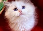 Blue and seal bicolor ragdoll kittens - Ragdoll Kitten For Sale - Anniston&comma; AL&comma; US