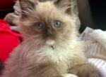 Blue and seal mink ragdoll kittens - Ragdoll Kitten For Sale - 