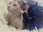 Sphynx DBE Girl  Ready to go Home Chicago IL - Sphynx Kitten For Sale - Lockport&comma; IL&comma; US