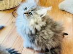 Sanderson from Hocus Pocus Litter - Siberian Kitten For Sale - Belchertown&comma; MA&comma; US
