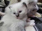 Ragdoll Kittens - Ragdoll Kitten For Sale - Bigmount&comma; PA&comma; US