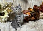 Beautiful Bengals - Bengal Kitten For Sale - AR&comma; US