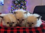 Sammy's babies - Ragdoll Kitten For Sale - Gibsonville&comma; NC&comma; US