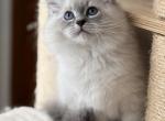 Garmin - Siberian Kitten For Sale - Prospect Heights&comma; IL&comma; US