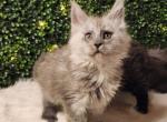 Daphne - Maine Coon Kitten For Sale - MI&comma; US
