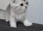 Bella's kitties - Scottish Fold Kitten For Sale - Grove City&comma; OH&comma; US