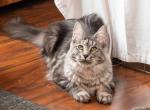 Saga - Maine Coon Cat For Sale/Retired Breeding - MI&comma; US