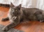 Venus - Maine Coon Cat For Sale - MI&comma; US
