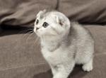 Bella's 3rd litter - Scottish Fold Kitten For Sale - Grove City&comma; OH&comma; US