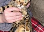 Bengal kitten - Bengal Kitten For Sale - Haverstraw&comma; NY&comma; US