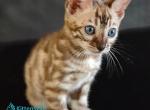 Felicia - Bengal Kitten For Sale - Pembroke Pines&comma; FL&comma; US