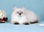 Yuna - Siberian Kitten For Sale - Pembroke Pines&comma; FL&comma; US