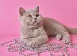 Jamaica - British Shorthair Kitten For Sale - Pembroke Pines&comma; FL&comma; US