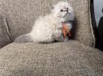 Girl Siberian Purebred Seal Lynx Point - Siberian Kitten For Sale - Old Bridge&comma; NJ&comma; US