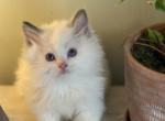 Kringle - Ragdoll Kitten For Sale - Church Hill&comma; TN&comma; US