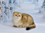 Tom 1 - Scottish Fold Kitten For Sale - Los Angeles&comma; CA&comma; US