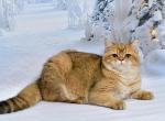 Tommy - British Shorthair Cat For Sale - Los Angeles&comma; CA&comma; US