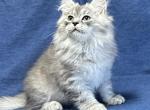 Parker - Siberian Cat For Sale - Milton Freewater&comma; OR&comma; US