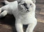Ollie - Scottish Fold Kitten For Sale - Lima&comma; OH&comma; US