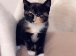 Calico - Domestic Kitten For Sale - Vancouver&comma; WA&comma; US