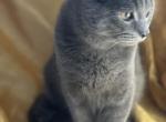 Ben - Russian Blue Kitten For Sale - Rockford&comma; IL&comma; US