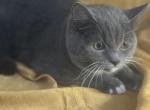Marcel - Russian Blue Kitten For Sale - Rockford&comma; IL&comma; US
