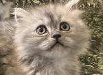D2 - Persian Kitten For Sale - Cayce&comma; SC&comma; US