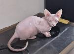 Huesa - Sphynx Kitten For Sale - Brooklyn&comma; NY&comma; US