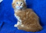 Selim - Maine Coon Kitten For Sale - Brooklyn&comma; NY&comma; US