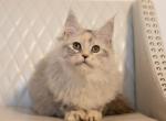 Willow - Maine Coon Kitten For Sale - Omaha&comma; NE&comma; US