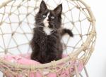 Kiko - Maine Coon Kitten For Sale - Omaha&comma; NE&comma; US