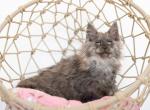 Mochi - Maine Coon Kitten For Sale - Omaha&comma; NE&comma; US