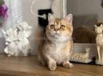 Yuca munchkin golden shaded chinchilla short legs - Munchkin Kitten For Sale - TX&comma; US