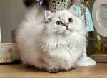 Knopa blue eyed fluffy angel munchkin standard - Munchkin Kitten For Sale - TX&comma; US